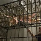 Carissa Montgomery in 'Bit Tit MILF in Extreme Bondage'