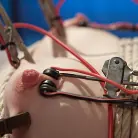 Dresden in 'The Electroslut Next Door'