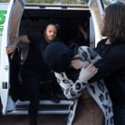 Harper Maddoxx in 'Rough Stuff: Petite Slut Harper Maddoxx Savagely Gangbanged'