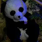 Ashli Orion in 'PANDAMONIUM!!! PANDA LULLABY!!! PANDA PORNO!!!!!'