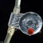 Lilla Katt in 'Anal Antics... Lilla gets a bit Anal Retentive'