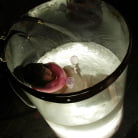 Stacey Stax in 'Stacey Stax'