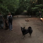 Aliz in 'The Dog Walk'