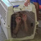 Alexa Tomas in 'Slutty Pet Begs for a Bone!!! - Part 2'