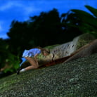 Anime in 'Alice in Wonderland: A XXX Parody'