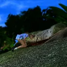 Anime in 'Alice in Wonderland: A XXX Parody'