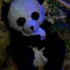 Ashli Orion in 'PANDAMONIUM!!! PANDA LULLABY!!! PANDA PORNO!!!!!'