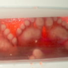 Lorelei Lee in 'Foot Fetish, Lesbian Footing, Jello and Sploshing!!!!!'