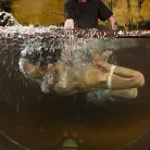 Lyla Storm in 'Extreme Suffering - Lyla Storm'