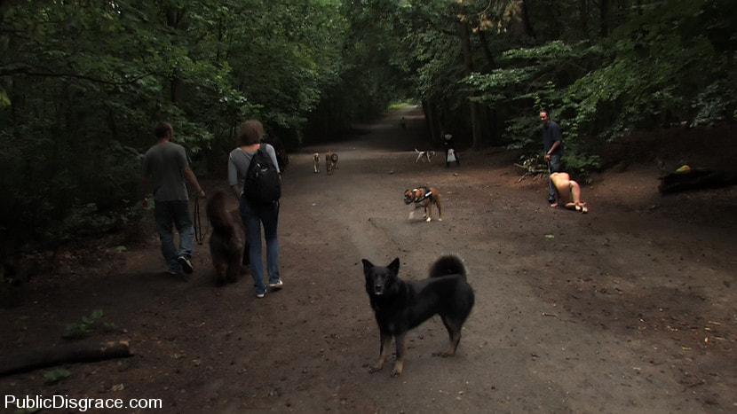 The Dog Walk