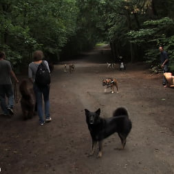 The Dog Walk