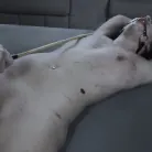 Victoria Voxxx in 'Diary of a Madman, Episode 4: 'Problem Solved''